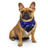 Pup Pride Waves Bandana